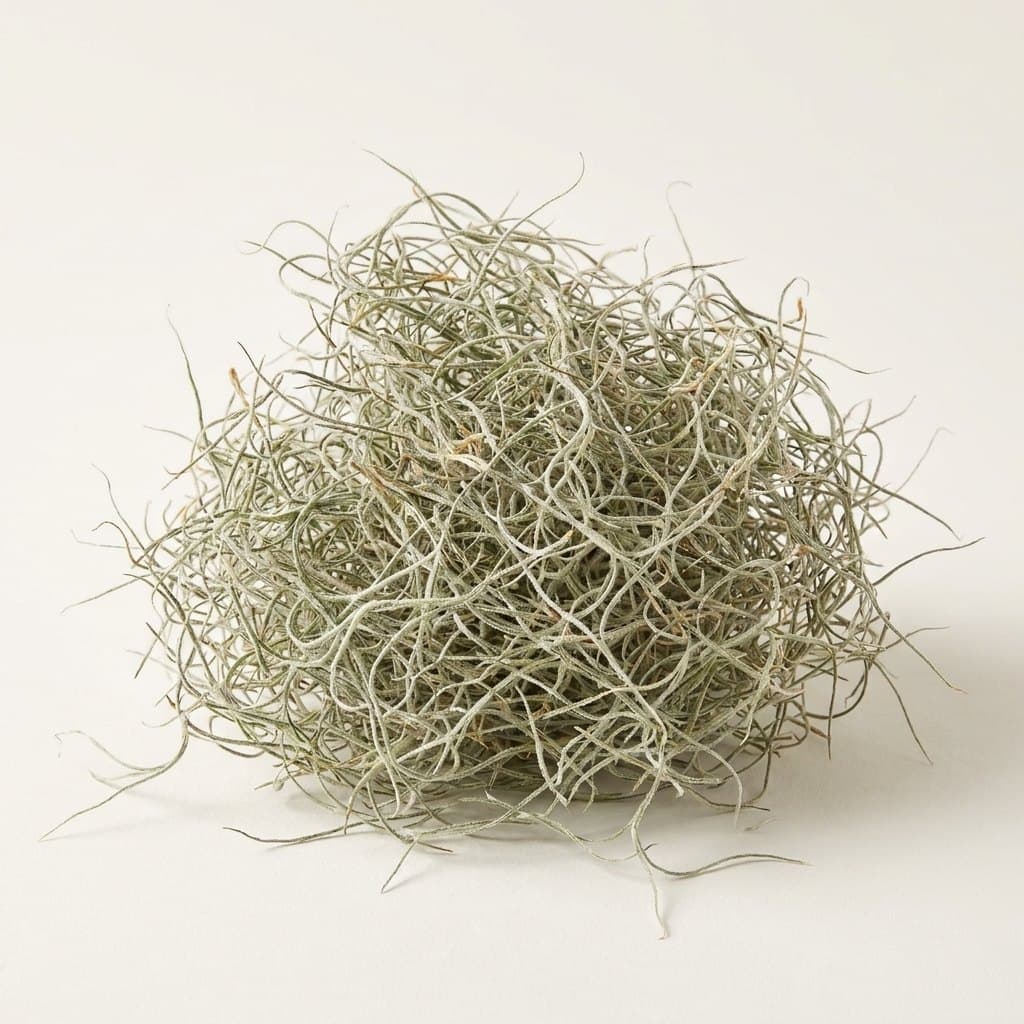 Natural Spanish moss, fine silver-gray strands, top view